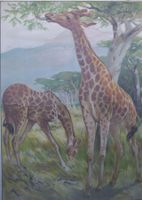 ⭐⭐⭐ Historisches Schulwandbild „Giraffe“