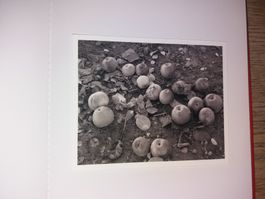 FOTOKLASSIK Fruitless Tanja Marcuse signierter Print rar
