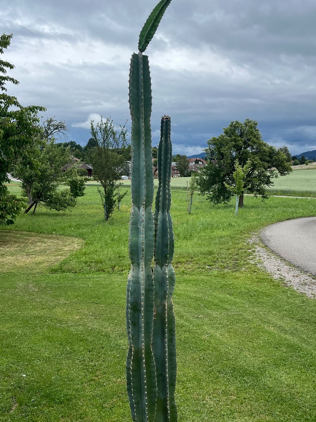 Piante & sementi: Cereus Säulenkaktus – Usato da Allmendingen b. BE venduto da juair 6