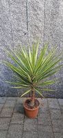 Yucca Jewel - Zimmerpflanze oder Wintergarten