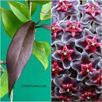 Hoya Pubicalyx Royal Hawaiian Purple - STECKLING