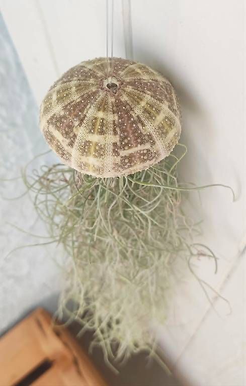 Piante & sementi: Luftpflanze Tillandsia usneoides mit Seeigel 2 – Nuovo e nell'imballaggio originale da Ebnat-Kappel venduto da Zearara