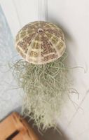 Luftpflanze Tillandsia usneoides mit Seeigel 2