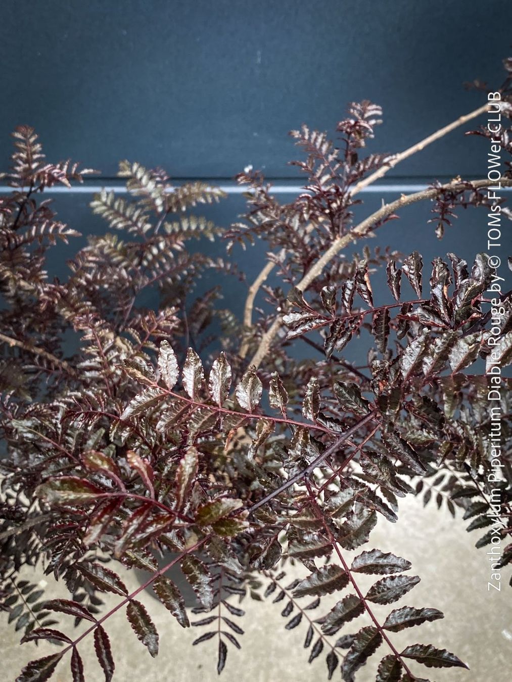 Pflanzen & Samen: Zanthoxylum Piperitum 'Diable Rouge' - Japanischer Pfeffer – Neu und originalverpackt aus Adliswil von asTOMas963 3