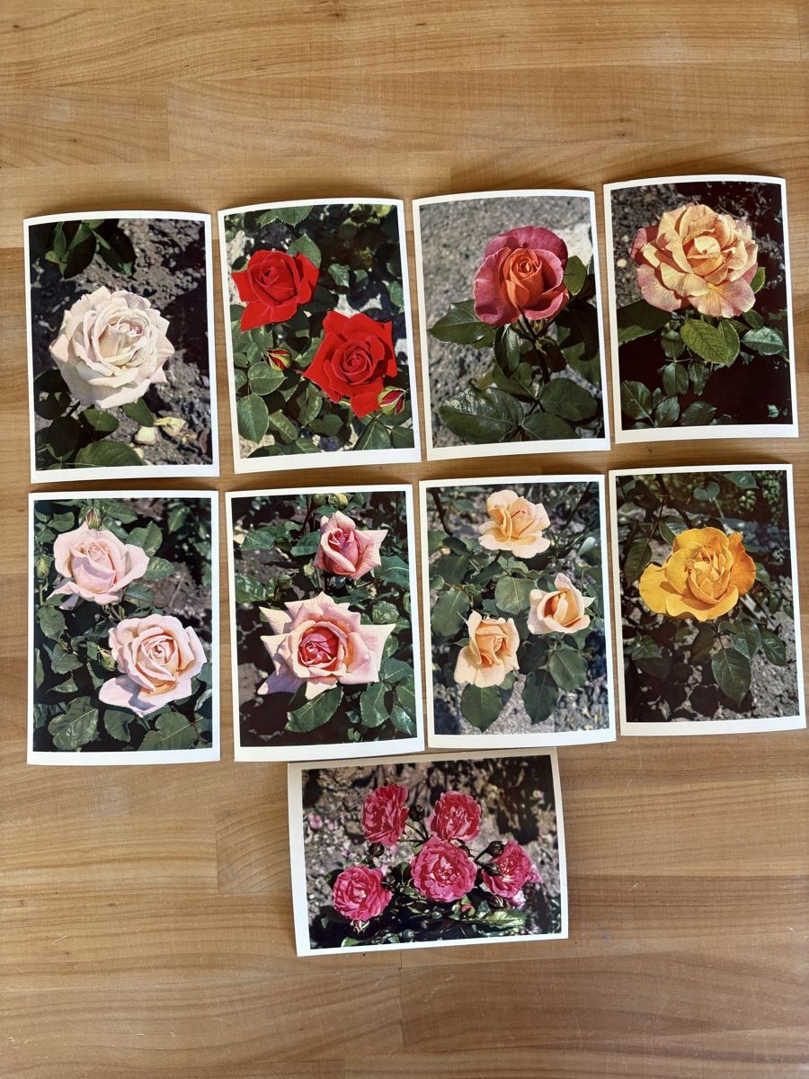 Cartoline postali: AK mit Rosen Motiv – Usato da Rümlang venduto da Kartenpost1
