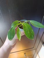 Philodendron Jose Buono Babypflanze 