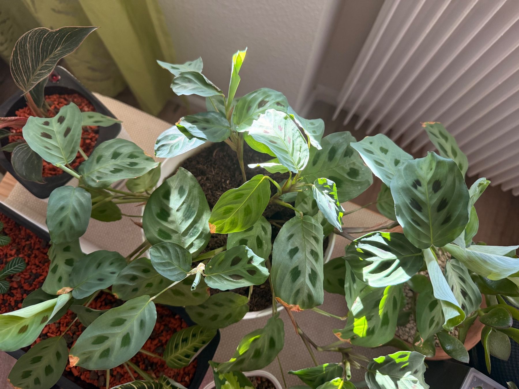 Piante & sementi: Maranta Leuconeura – Usato da Allschwil venduto da Irlandelfe85 2