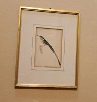 Sir W. Jardines "Plate 25 Trochilus cora“ Kolibri Vintage
