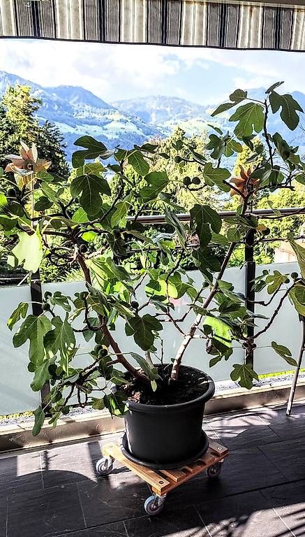 Pflanzen & Samen: Feigenbaum – Gebraucht aus Gersau von irenja