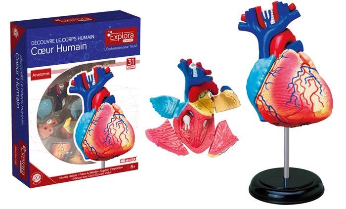 Puzzles: Explora kit anatomie du coeur 31 pcs / Herz-Anatomie-Set – Neu und originalverpackt aus Boudry von step2blind