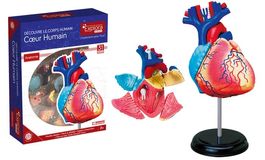 Explora kit anatomie du coeur 31 pcs / Herz-Anatomie-Set