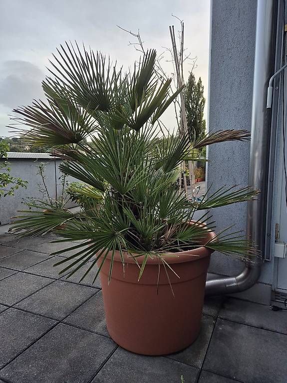 Piante & sementi: Pflanze - Super schöne Palme im Topf zu verkaufen – Usato da Allschwil venduto da mat_c7wn 1