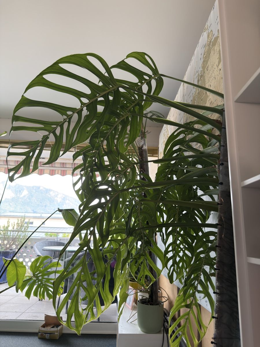 Piante & sementi: Monstera Epipremnoides (Esqueleto) – Usato da Morlon venduto da lucius.greenery 4