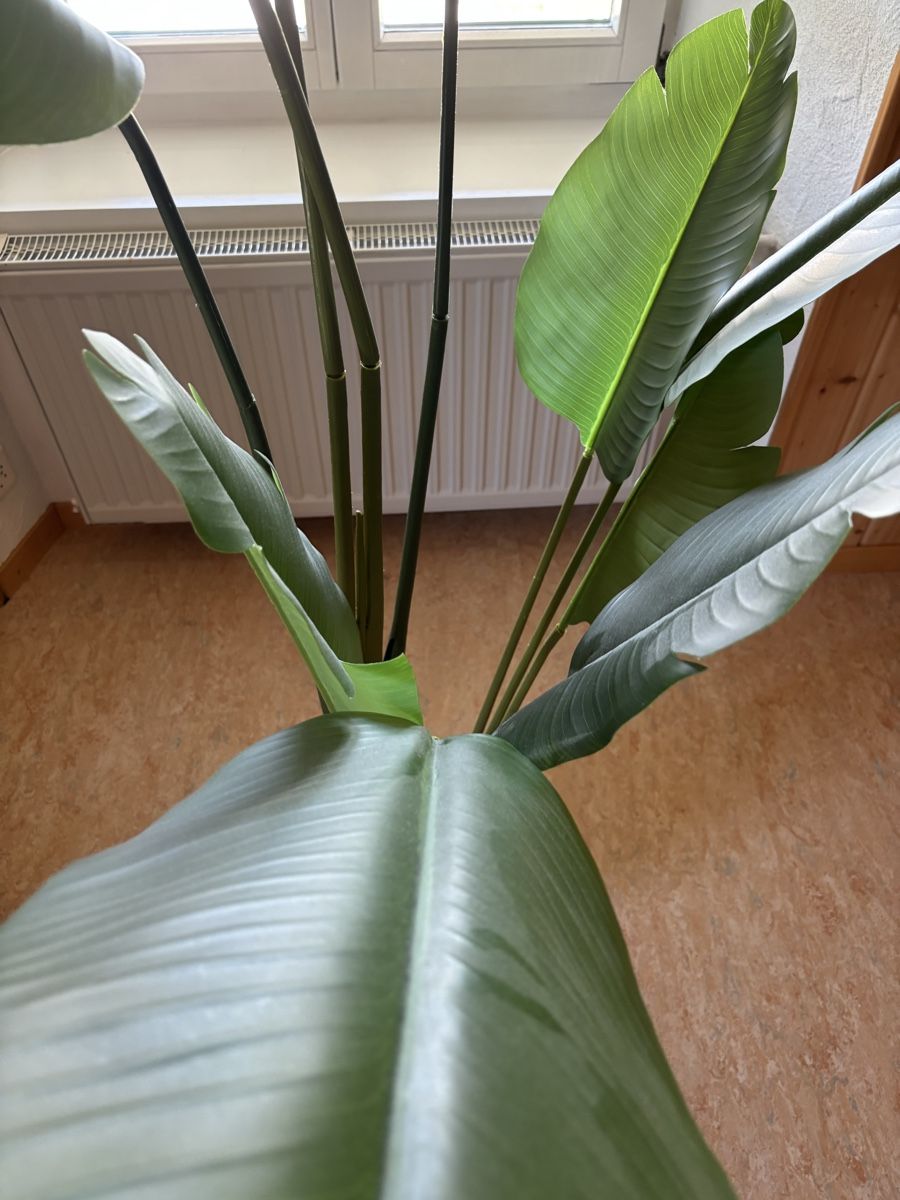 Plantes & graines: Zimmerpflanze – D'occasion à Hilfikon par Elodie1990 5