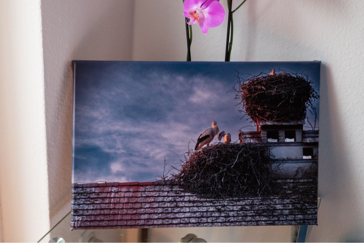 Foto & Immagini: "Stork Family Canvas Print" – Nuovo e nell'imballaggio originale da Zürich venduto da andrei4three