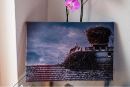 "Stork Family Canvas Print"