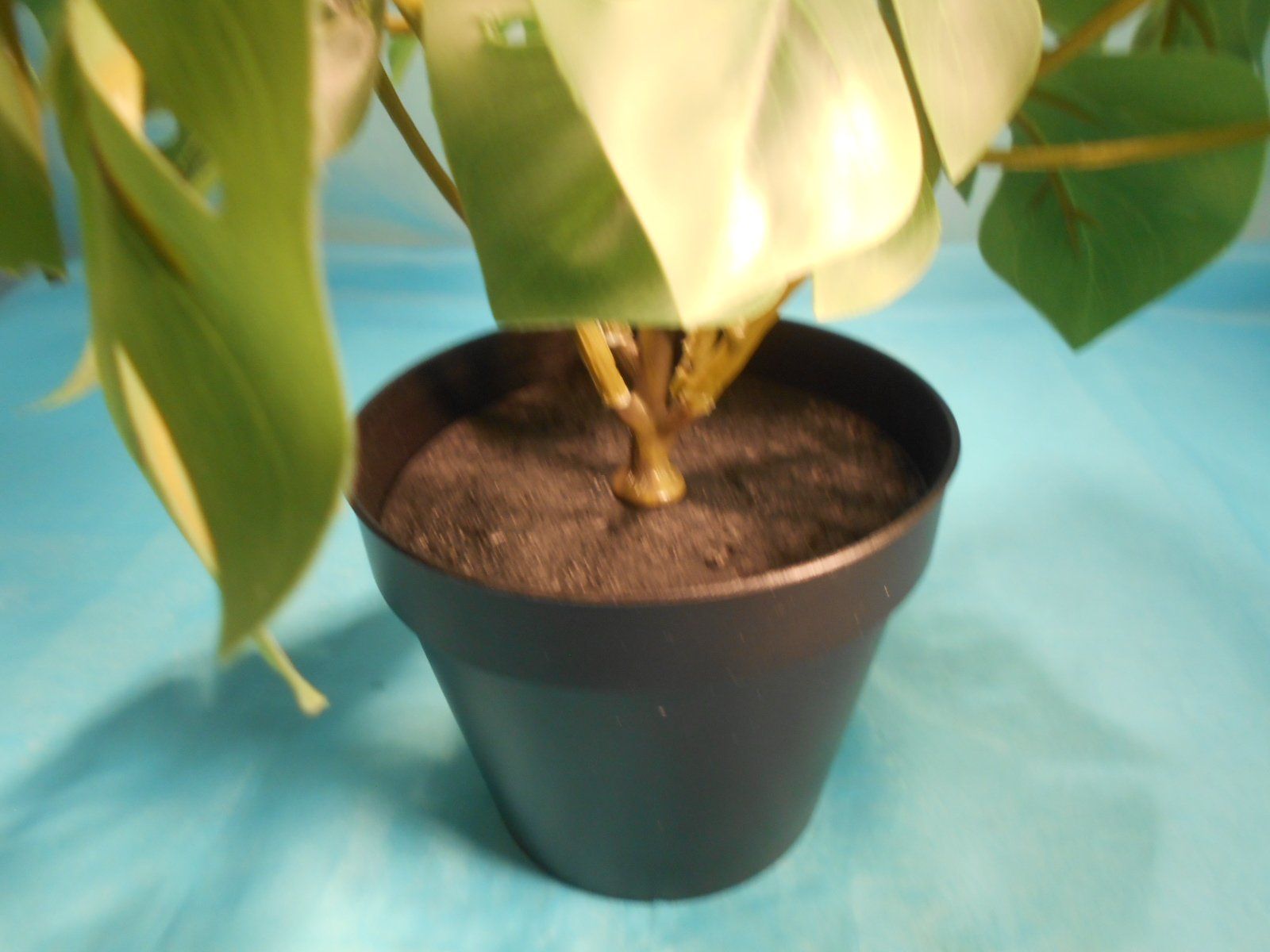 Piante & sementi: Monstera, Zimmerpflanze, IKEA – Nuovo (secondo la descrizione) da Bellach venduto da JingleCherry 3