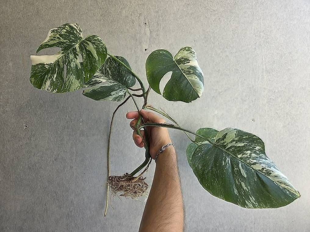 Pflanzen & Samen: Monstera variegata Kopfsteckling – Gebraucht aus Bern von deb_t8fl 2