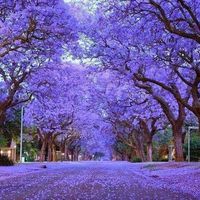 Palisanderholzbaum - Jacaranda mimosifolia - 20 Samen