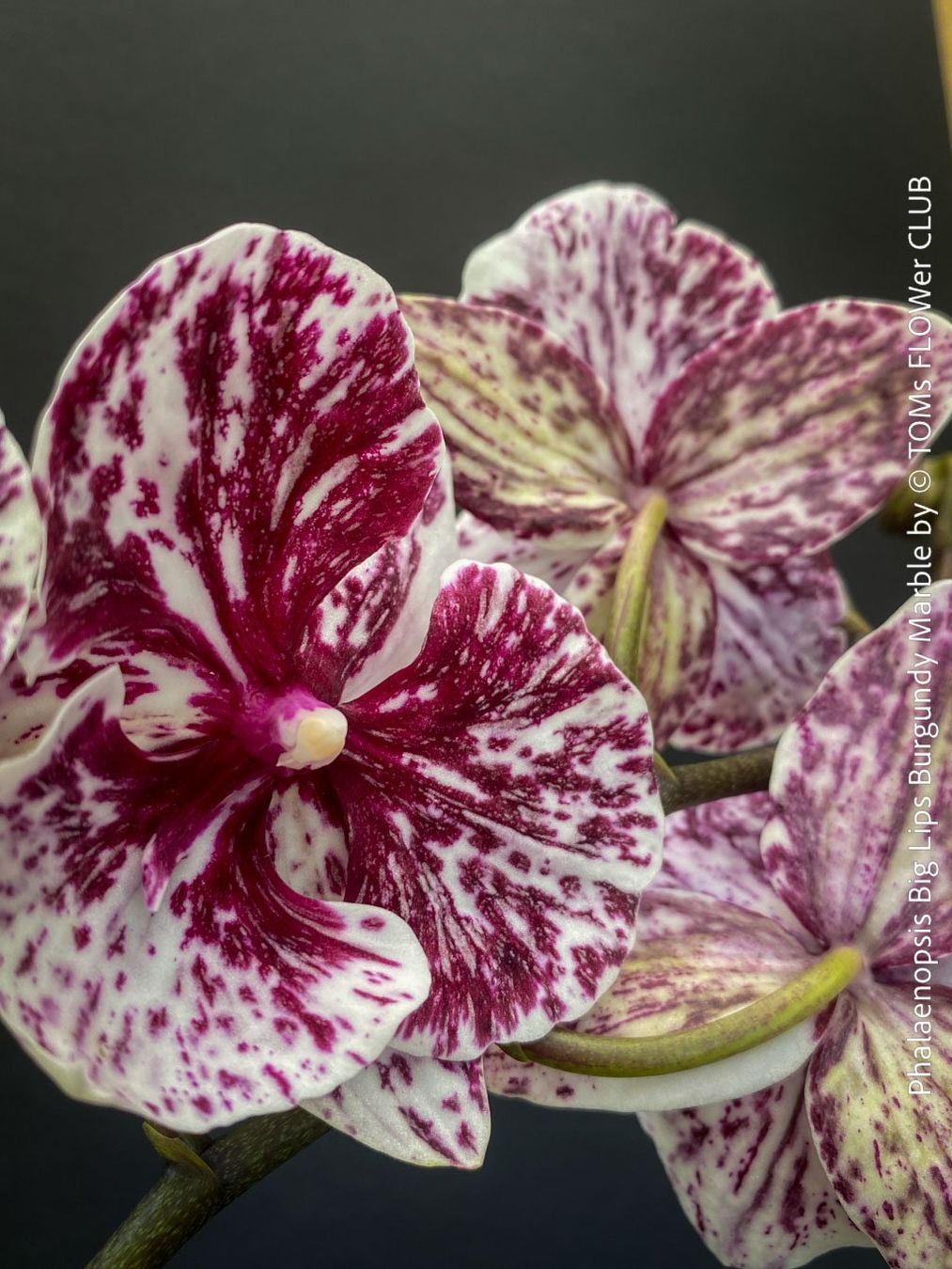 Piante & sementi: Phalaenopsis Burgundy Marble - einzigartige Blütenfarbe – Nuovo e nell'imballaggio originale da Adliswil venduto da TAKEYOURPLANT