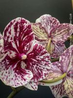 Phalaenopsis Burgundy Marble - einzigartige Blütenfarbe