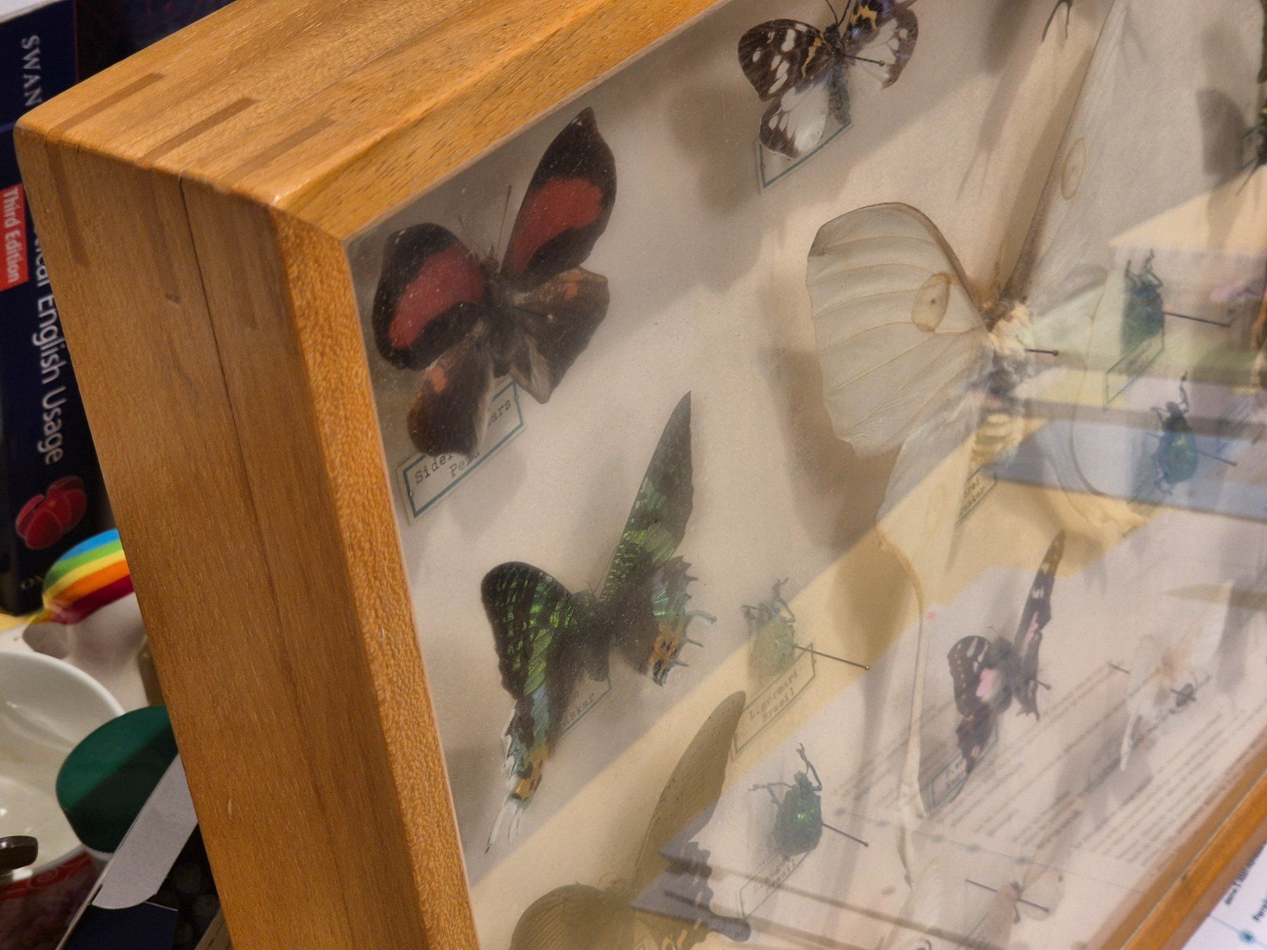 Il mondo degli animali: Holzvitrine mit Schmetterlingen – Usato da Nidau venduto da Le_Morgy 3