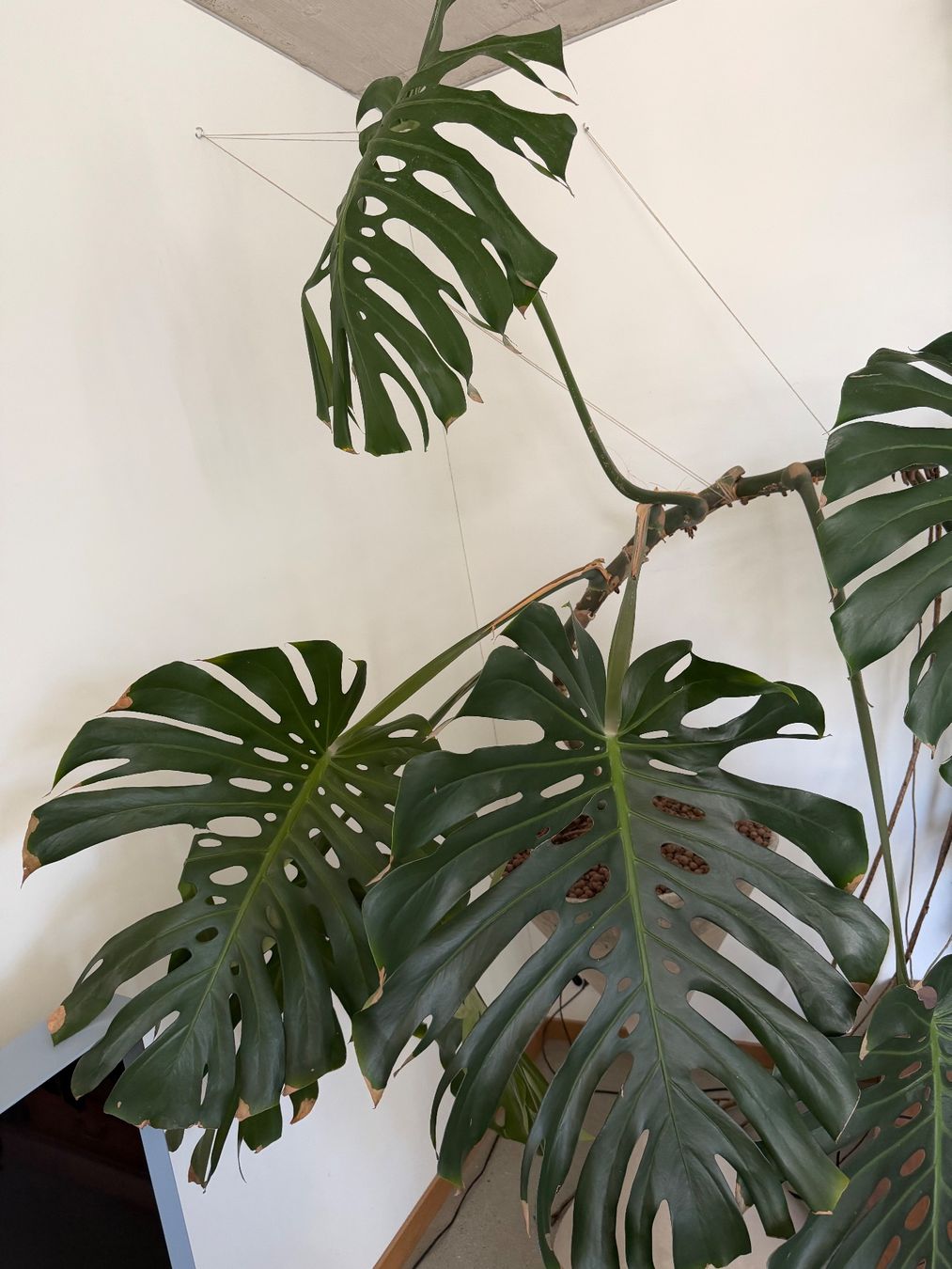 Piante & sementi: Monstera XXL – Usato da Zürich venduto da dudeli83 7