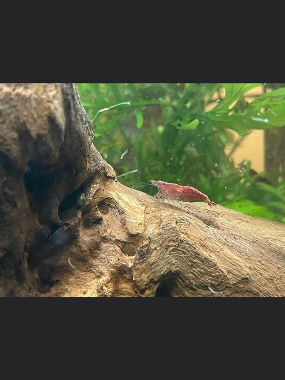 Aquarium Untergrund Versteck,Fischbecken Bodengrund Produktbild-Vorschau 8