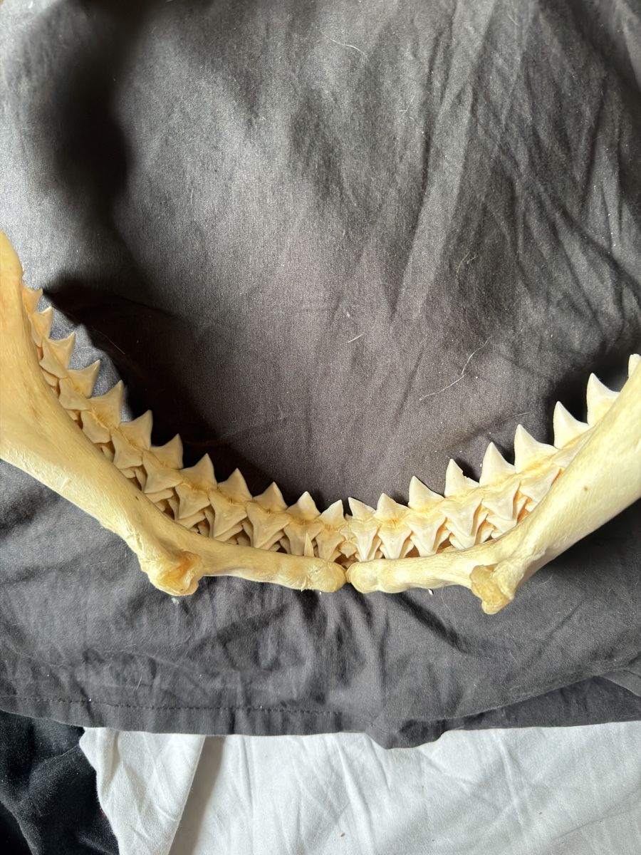 Fossili: Mâchoire de requin / Shark Jaw – Usato da Genève venduto da Kouros7 2
