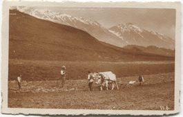 Landwirtschaft/Ochsen-Fuhrwerk 1920 beim Pflügen
