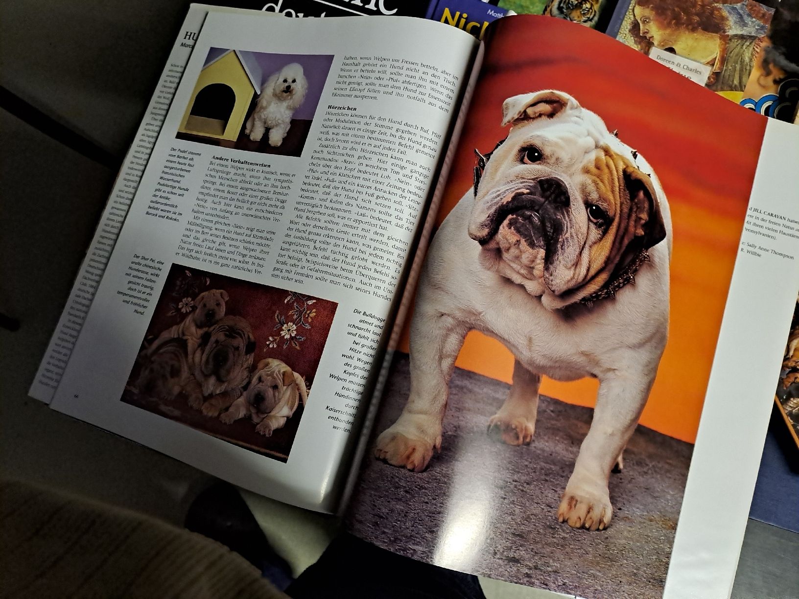 Libri: Hunde - Bildband von Marcus Schneck – Usato da Zürich venduto da Schoebi19 9