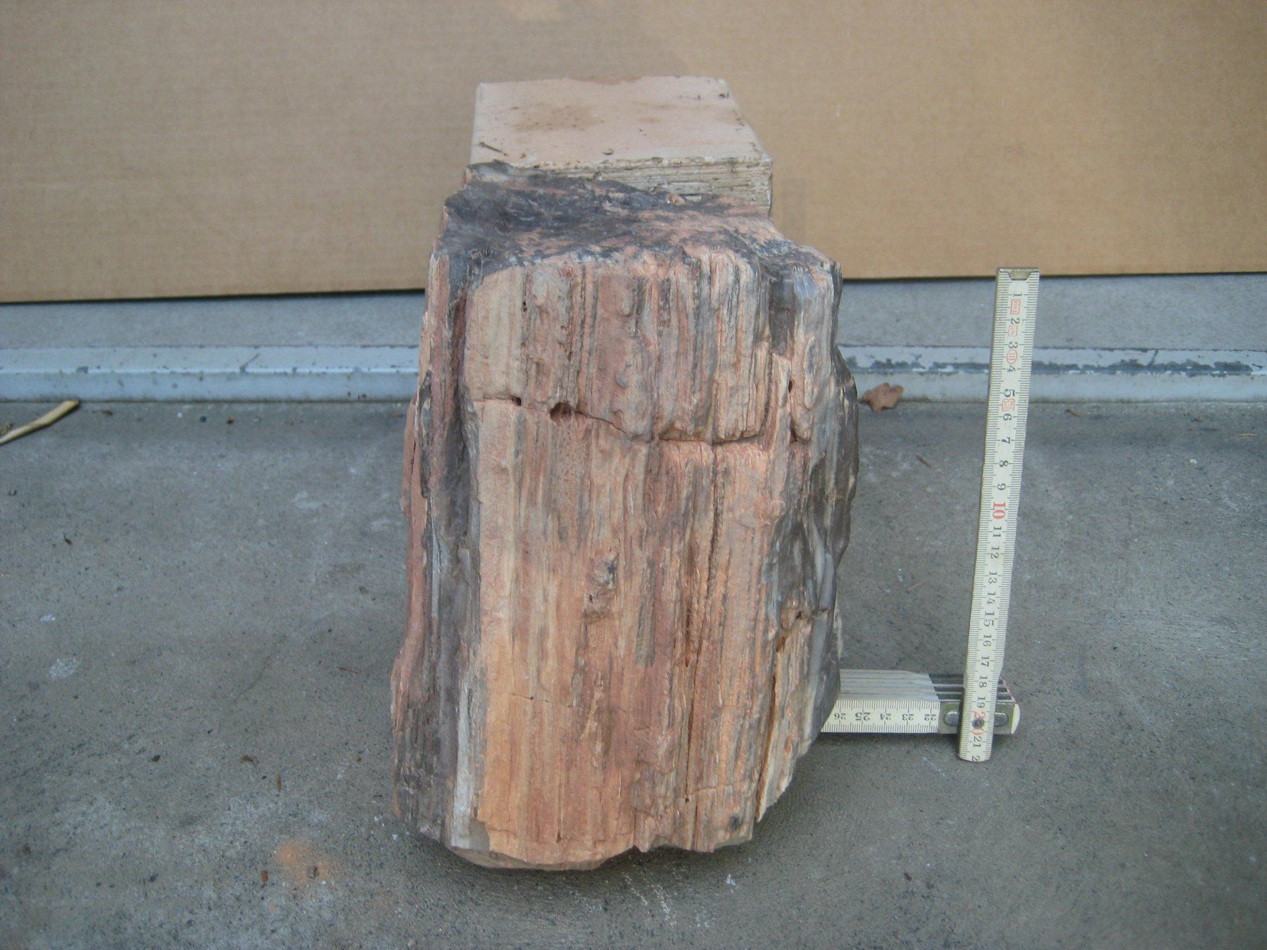 Fossilien: Versteinertes Holz DIVERSE Stücke – Gebraucht aus Gundetswil von Leviala2