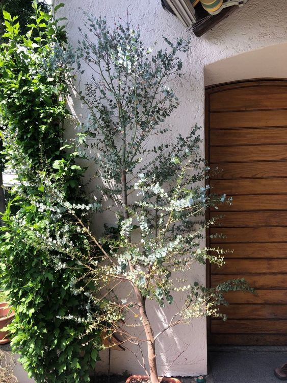 Eukalyptus Baum Strauch Kaufen auf Ricardo