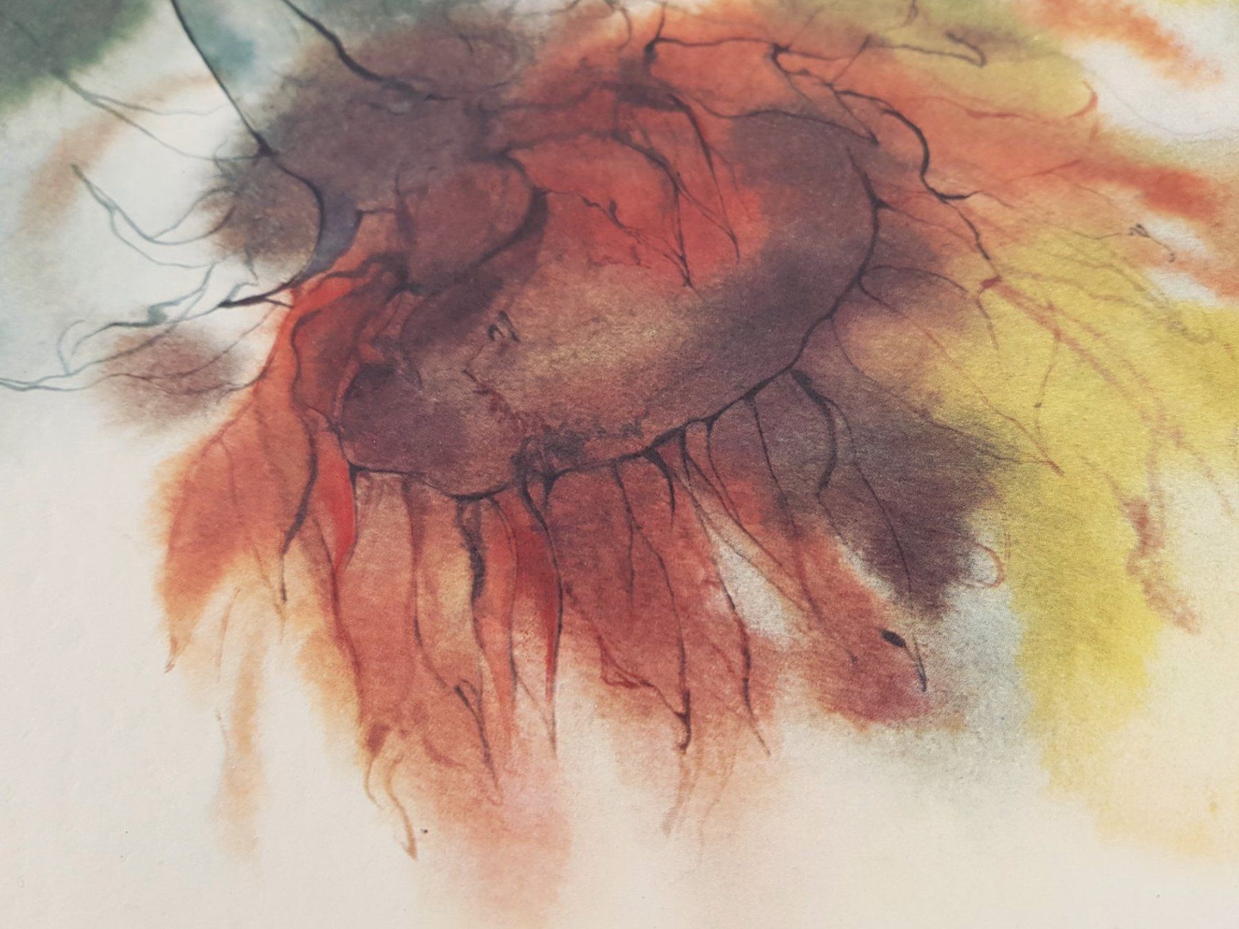 Foto & Immagini: Kunstdruck hochwertig "Meyer-Gasters" Sonnenblume – Usato da Suhr venduto da Restwert_Suhr 2