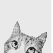 Profile image of Niqe