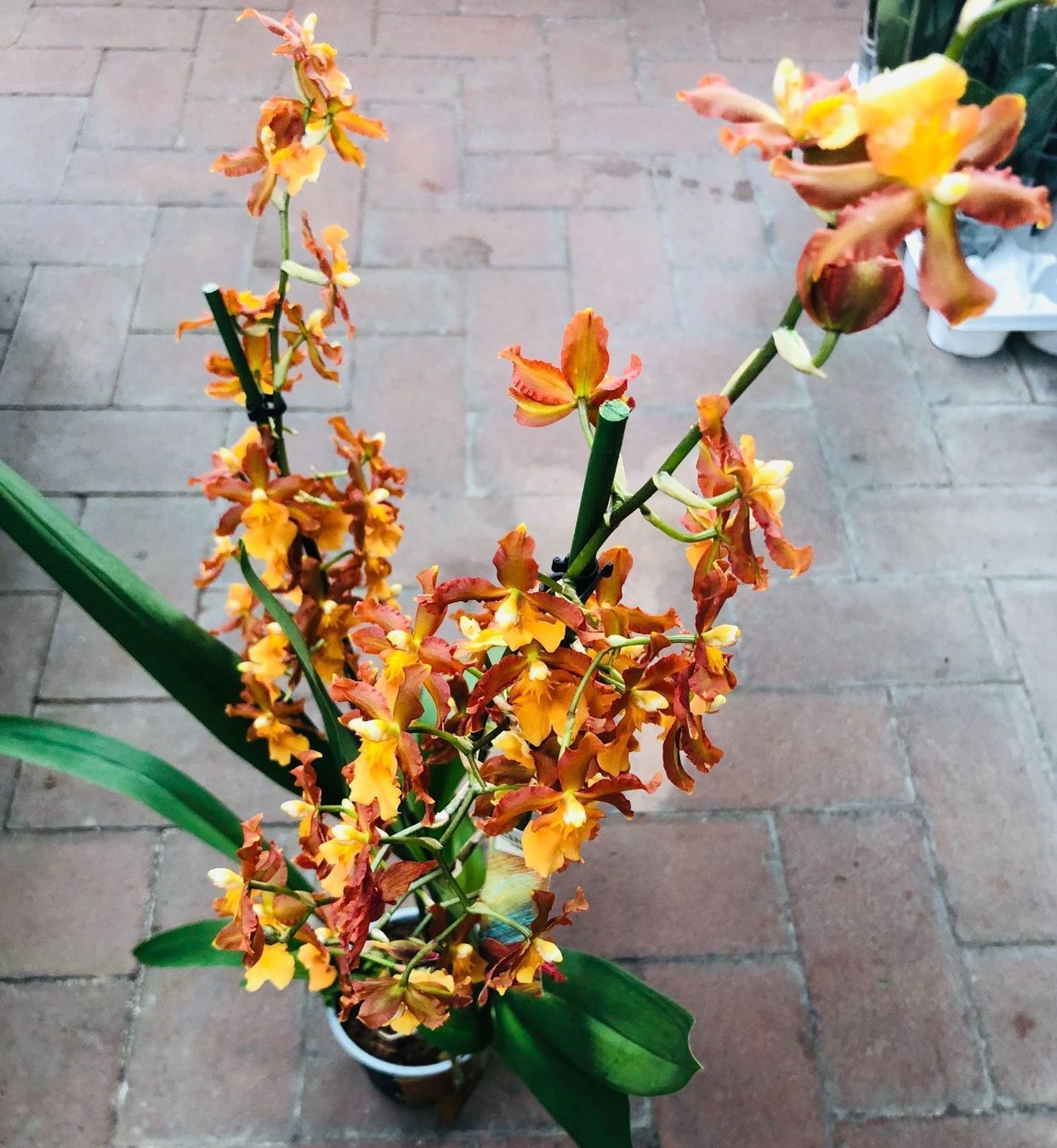 Piante & sementi: Seltene Orchidee XL 60-80 cm  CAMBRIA – Nuovo e nell'imballaggio originale da Rovio venduto da POSITIFFARTandPLANTS 1