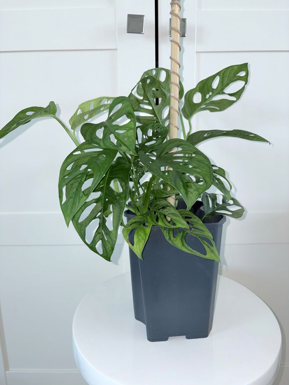 Piante & sementi: Monstera 'Monkey Leaf (Monstera adansonii) Plant 60 cm – Usato da Kilchberg ZH venduto da malibubeach 1