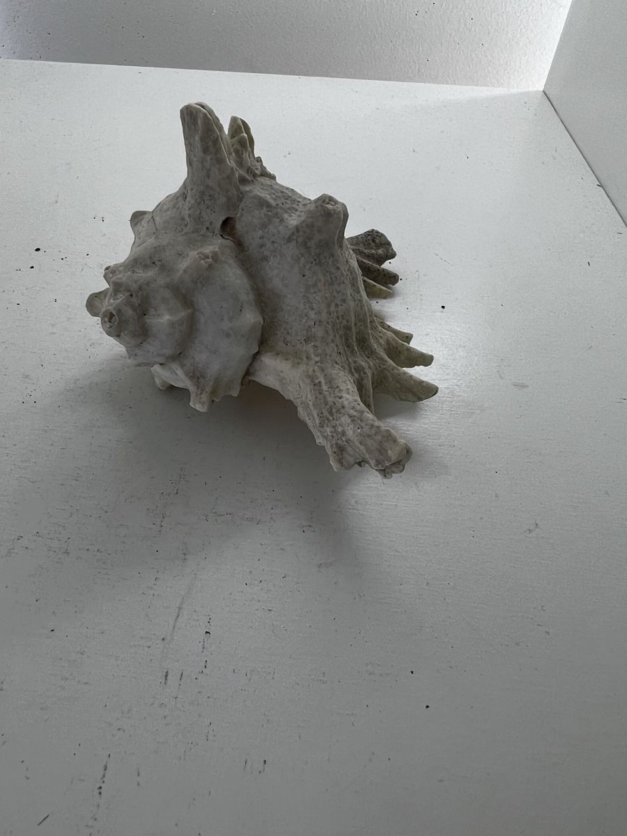 Fossilien: 2 grosse Meeresschnecken Häuser – Gebraucht aus Wettingen von NickInc 7