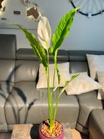 🪴Hydrokultur-Zimmerpflanze – Spathiphyllum (Einblatt)