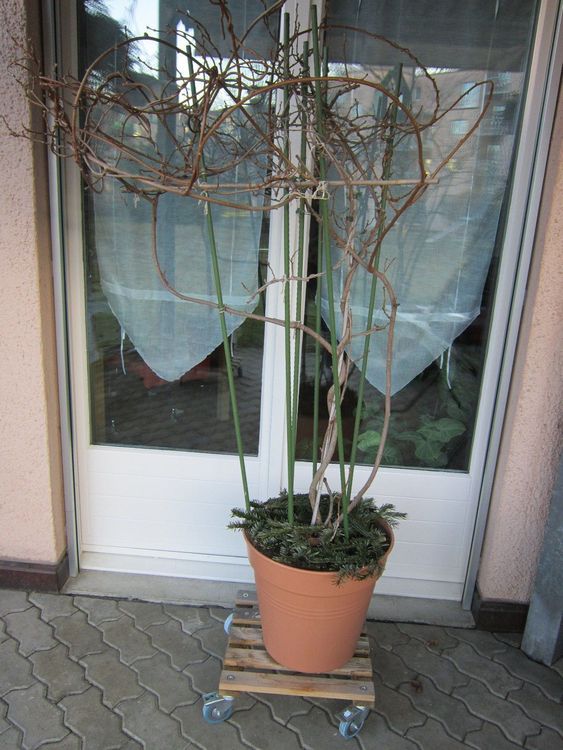 MiniKiwiBaum im Kübel inkl. Untersatz Kaufen auf Ricardo