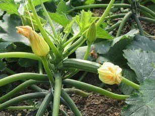 Piante & sementi: 10 Bio- Zucchetti sarzano – Nuovo e nell'imballaggio originale da Huttwil venduto da Groempix 1
