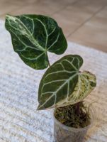 Anthurium Crystallinum Albo Variegata