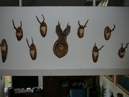 Sammlung Reh Geweihe inkl. Kopf