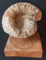 Grosser fossiler Ammonit auf Holzsockel. Vom Randen (CH)