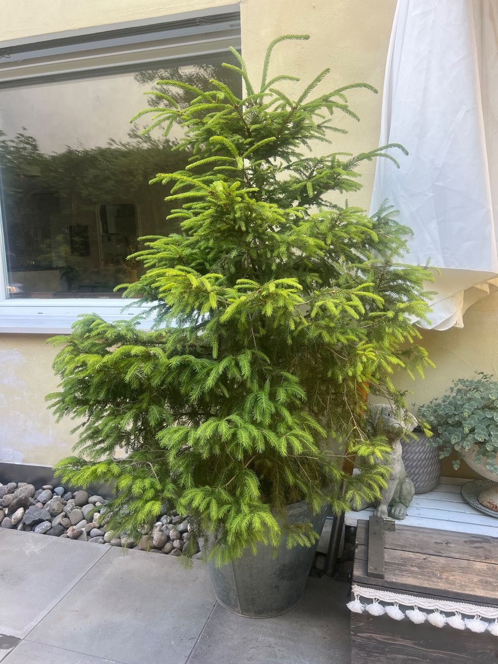 Piante & sementi: Gesunde, wunderschöne Rot Tanne 180cm – Usato da Lufingen venduto da bombolulu