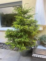 Gesunde, wunderschöne Rot Tanne 180cm