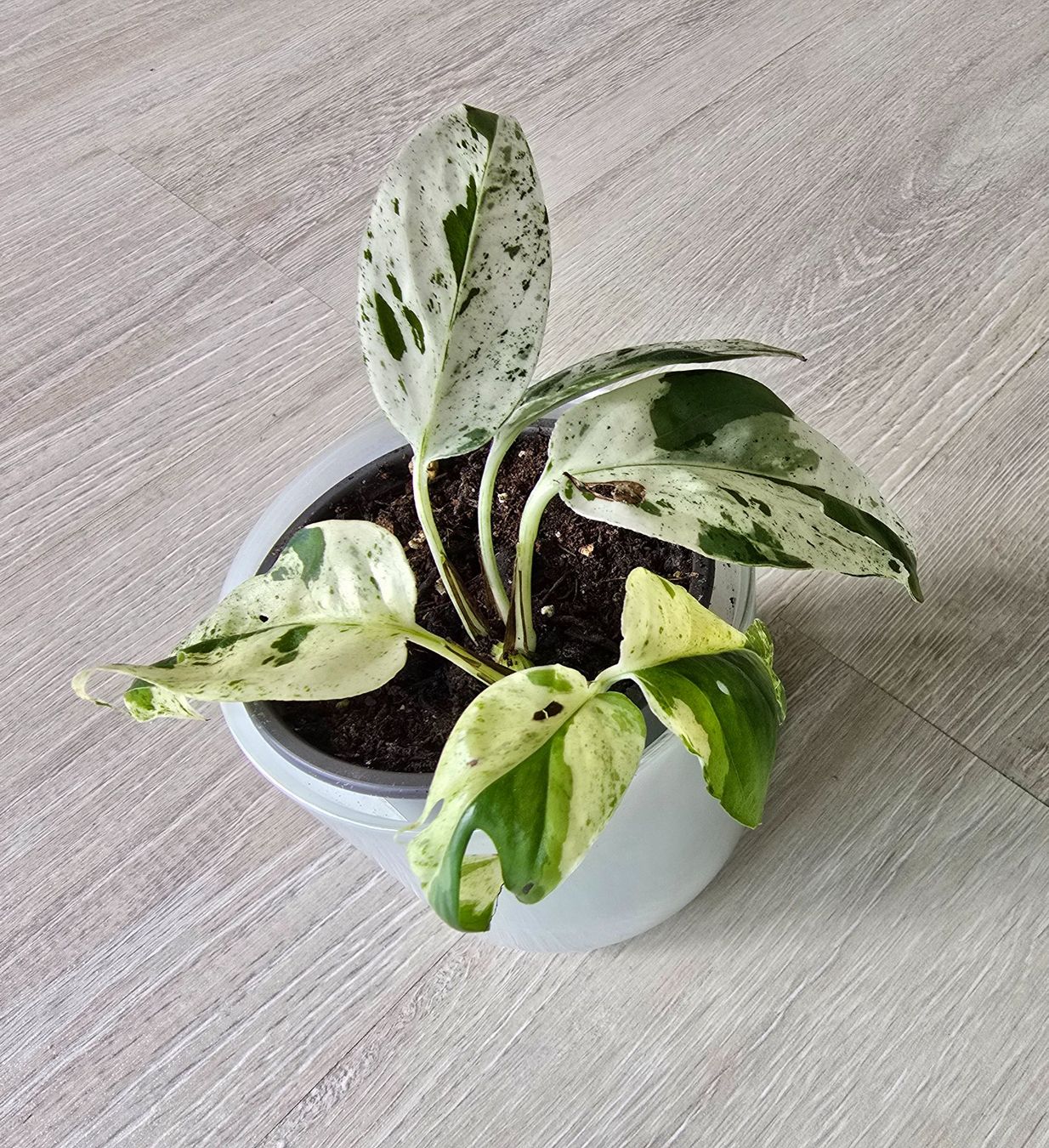 Piante & sementi: Epipremnum marble variegata – Nuovo (secondo la descrizione) da Aarburg venduto da Glitzerschein 3