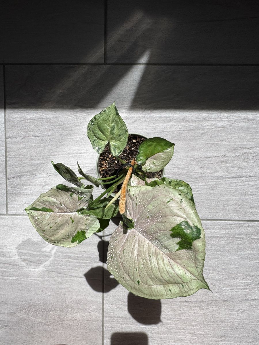 Pflanzen & Samen: Syngonium Green Splash – Gebraucht aus Sugiez von fabandy16 1