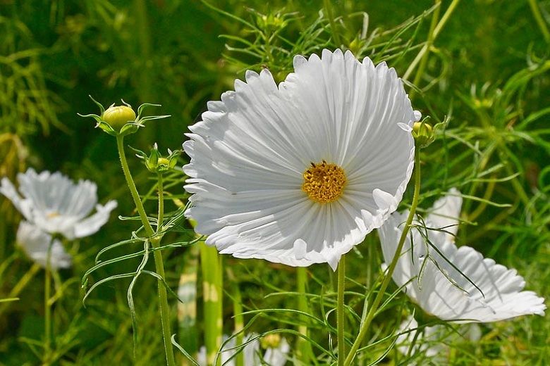 Pflanzen & Samen: 30 Samen Cosmea CUPCAKES WHITE  Schmuckkörbchen – Neu (gemäss Beschreibung) aus Ehrendingen von VerveinaSamen 5