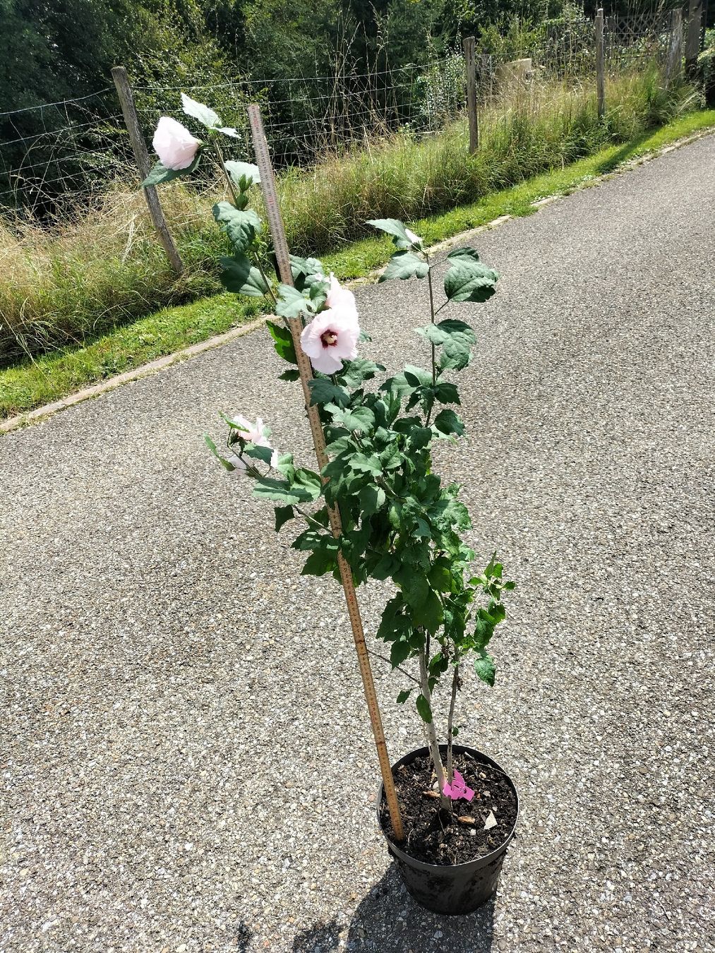 Piante & sementi: Hibiskus Winterhart – Usato da Attelwil venduto da Schneider76 2
